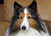 Sheltie